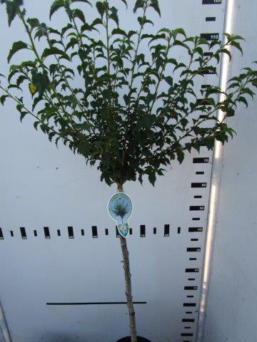 Prunus incisa &