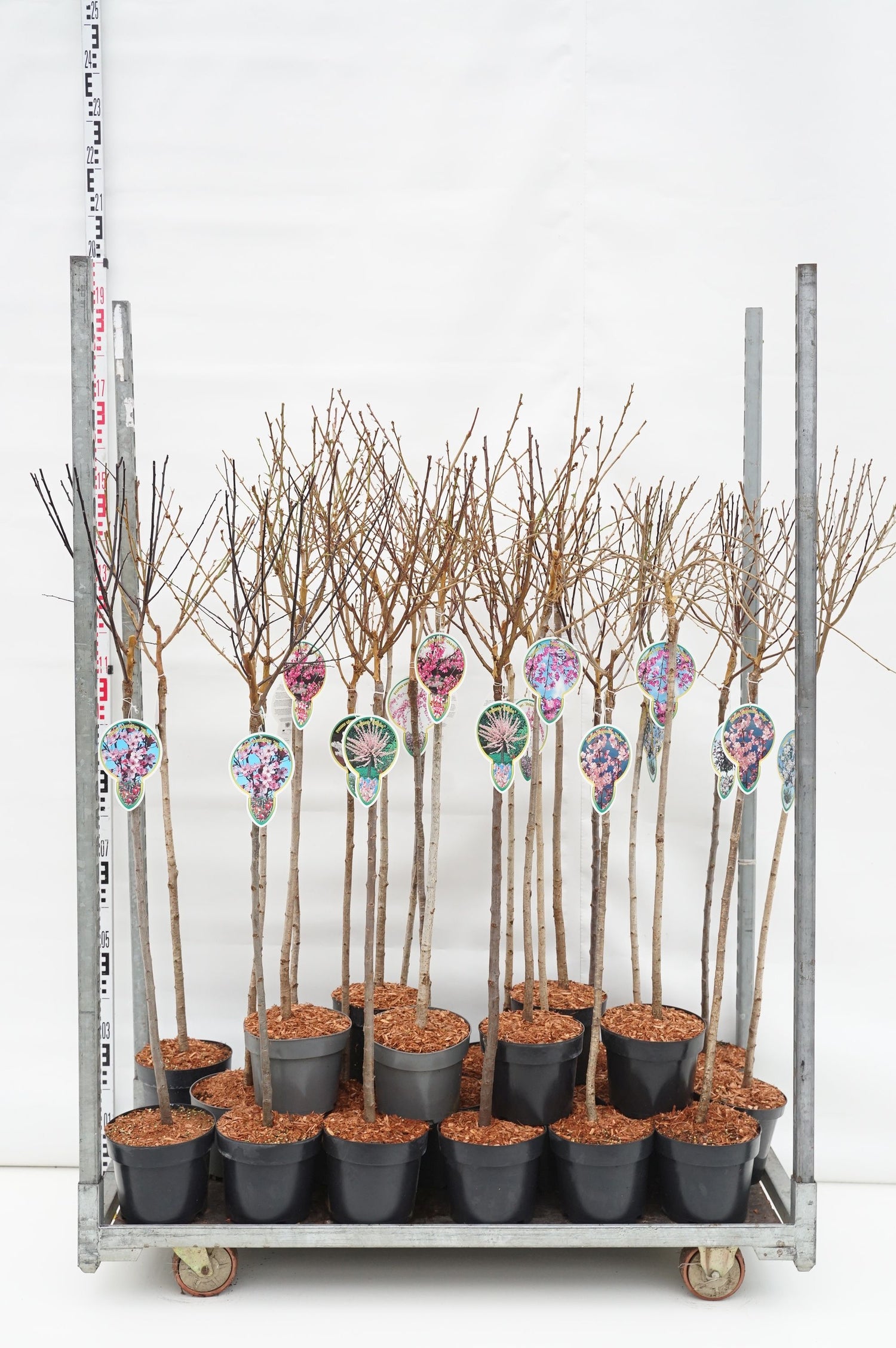 Körsbär in cultivars - 80 CM STEM C4/P21
