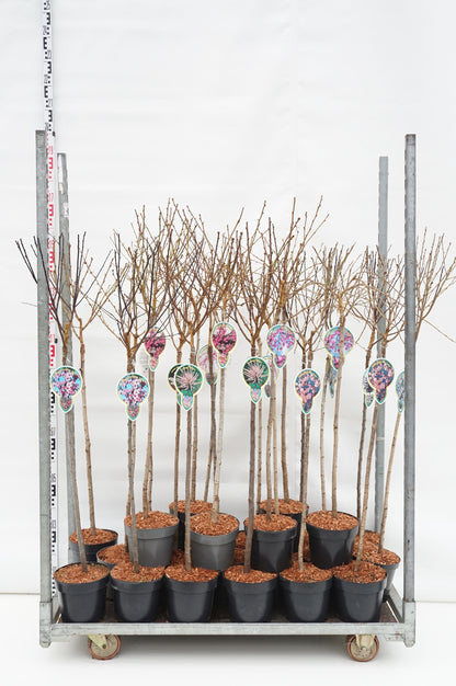 Prunus i sorter – 80 cm stam, C4 (4 liters kruka)