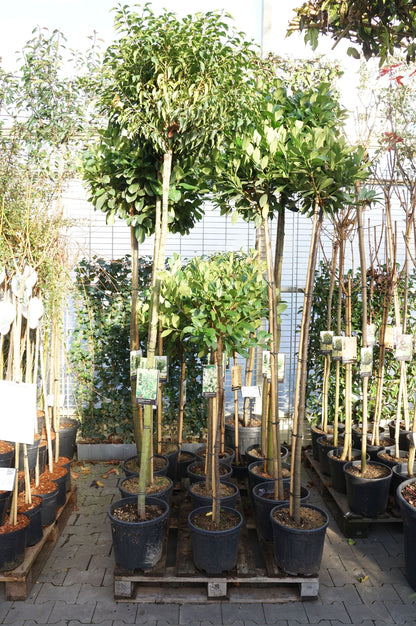 Prunus i sorter 120 cm stam, C5 (5 liters kruka) / 23 cm kruka