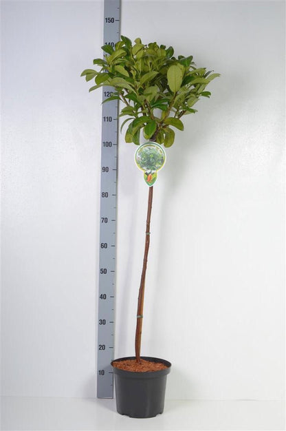 Prunus laur. &