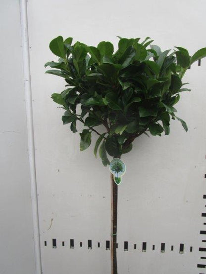 Lagerhägg Prunus laur. &