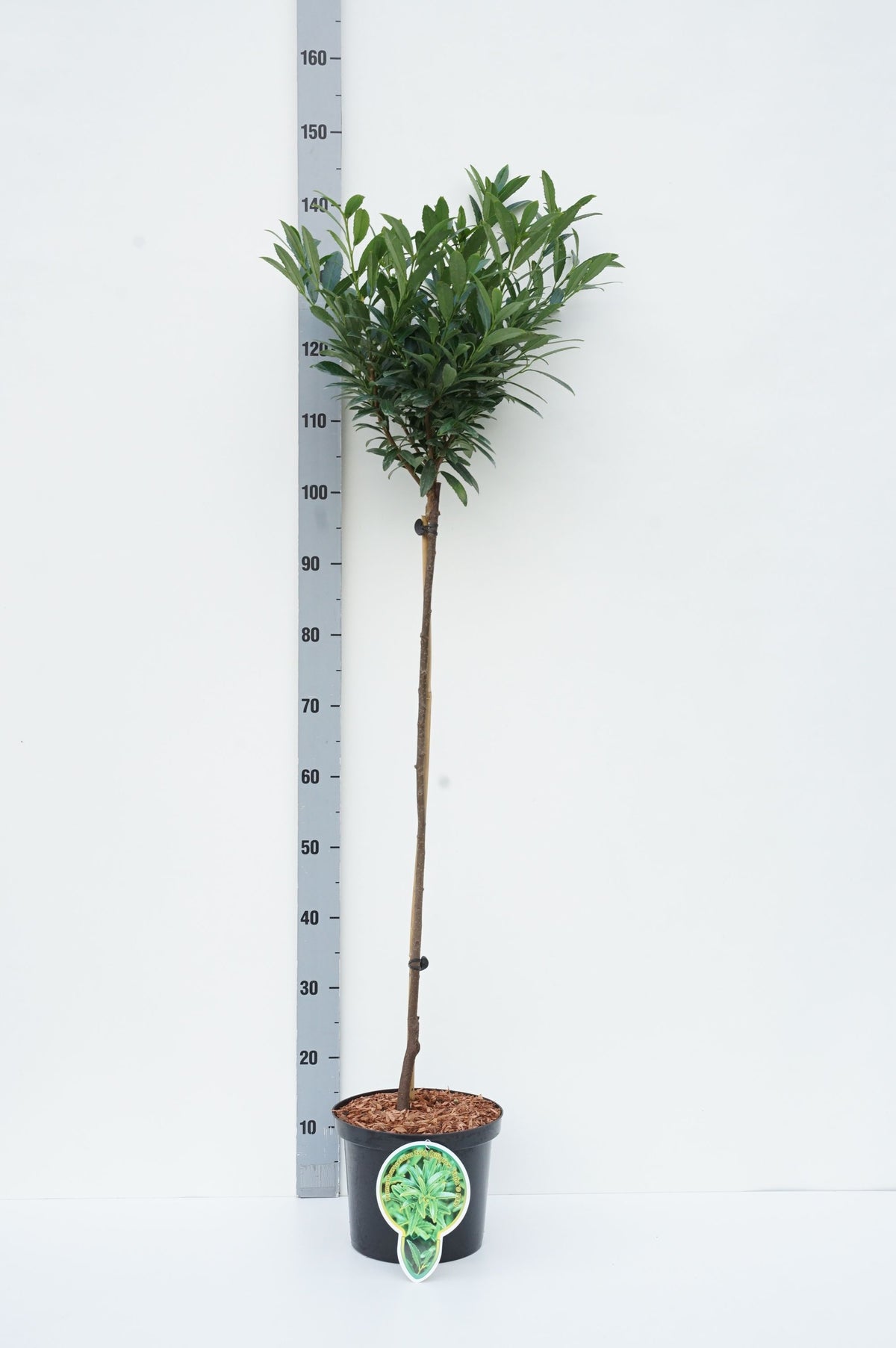 TW-1405459