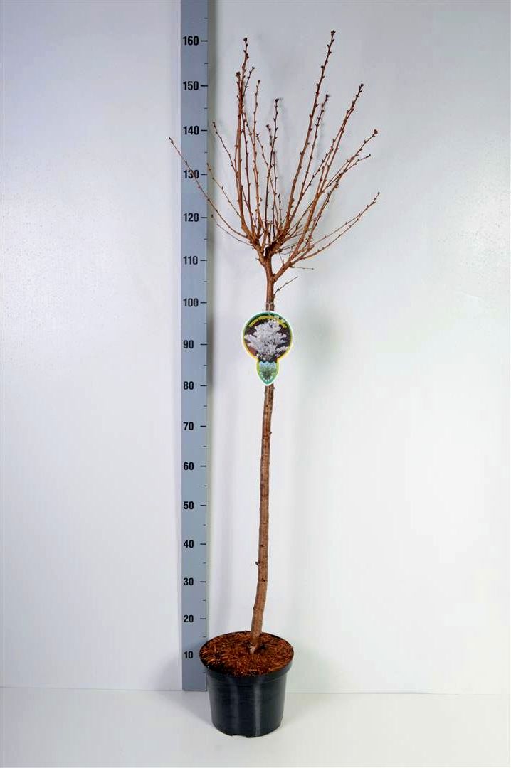 Prunus nipponica &