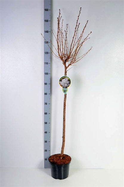 Prunus nipponica &
