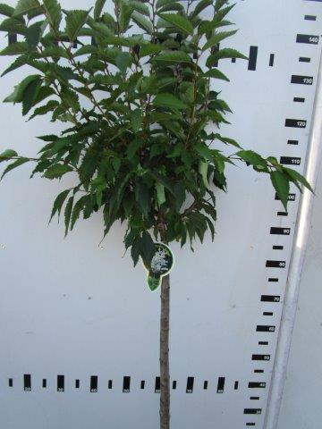 Prunus nipponica 'Brilliant'