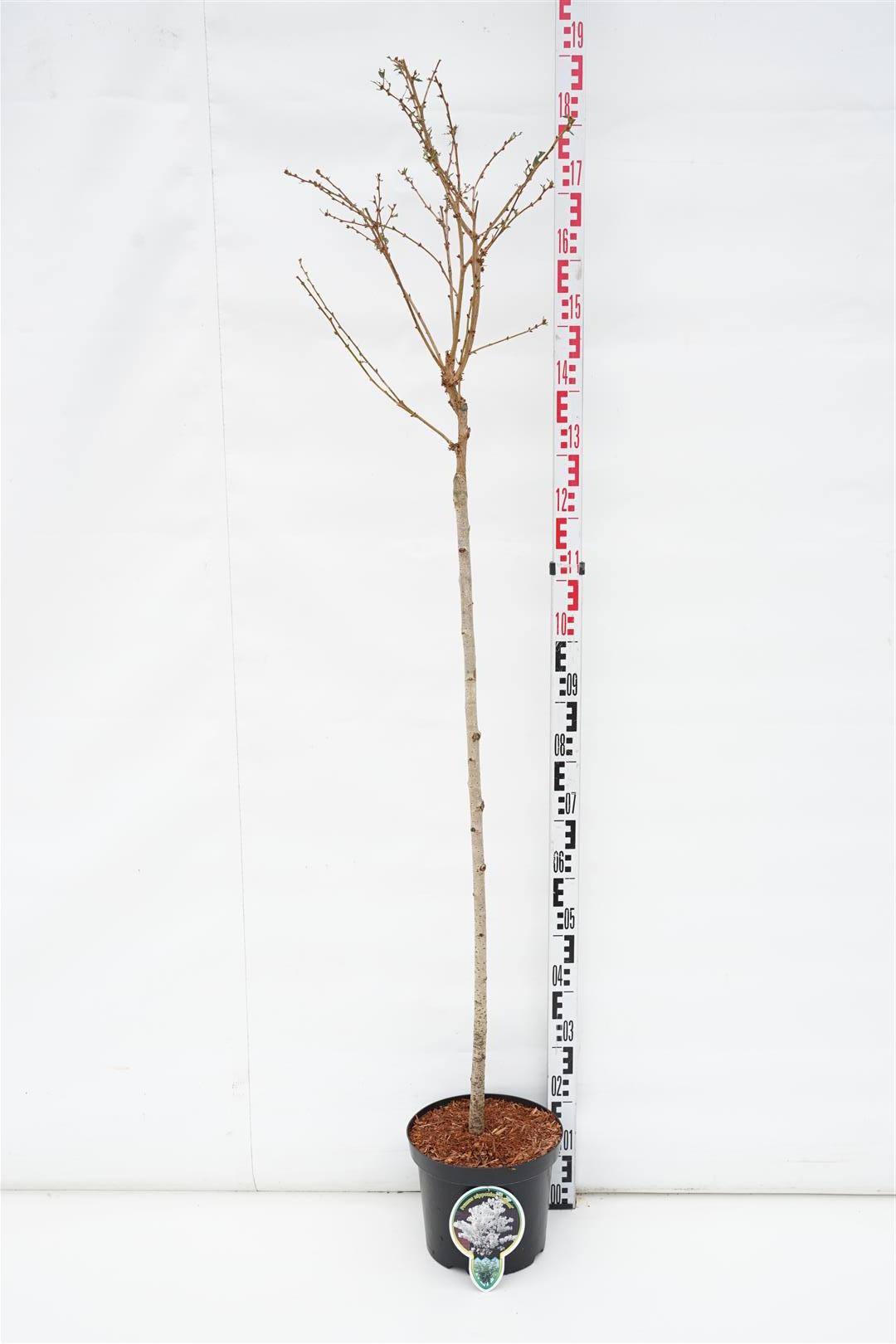 Prunus nipponica &