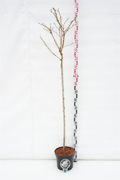Prunus nipponica &