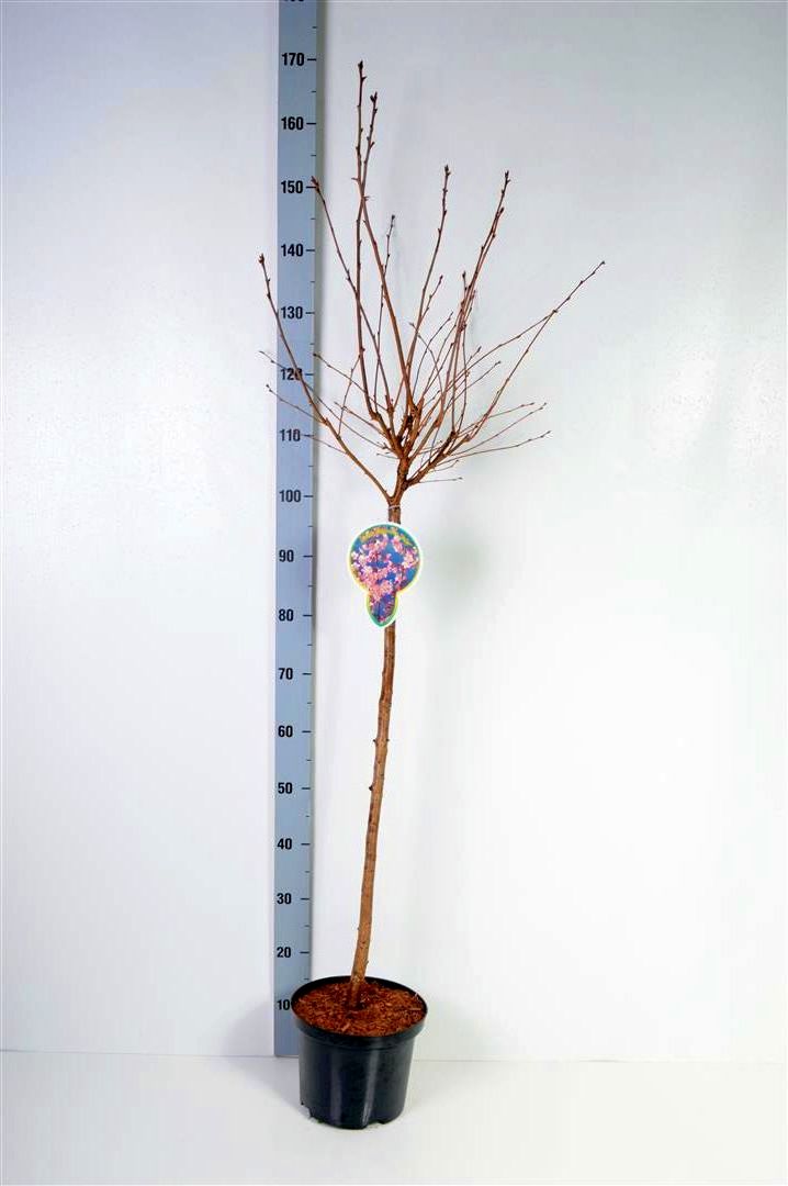 TW-2774238
