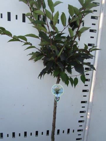 Prunus nipponica &