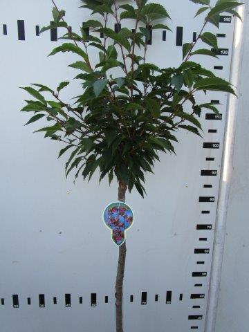 Prunus &