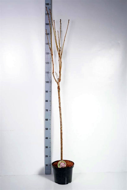 Prunus serr. &