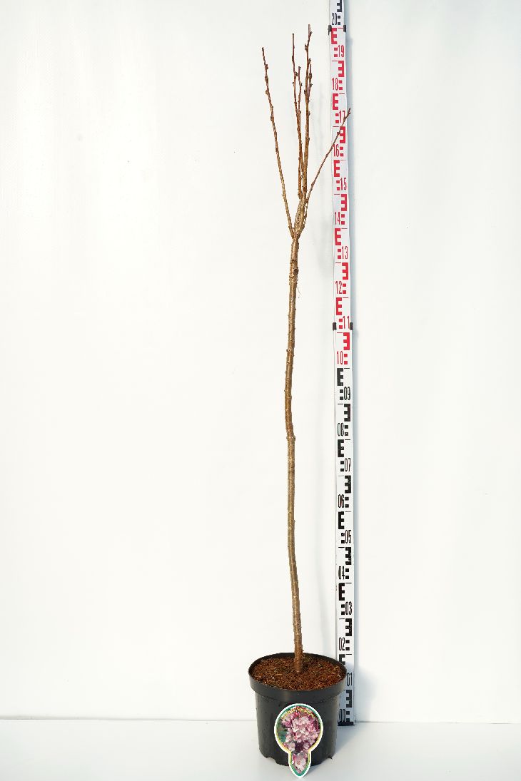 Prunus serr. &