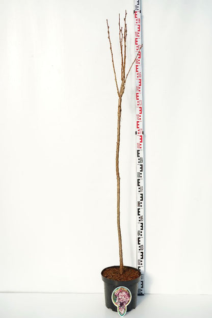 Prunus serr. &