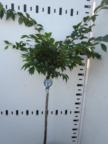 Prunus subh. &