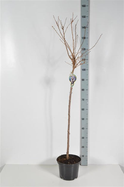 Prunus subh. &