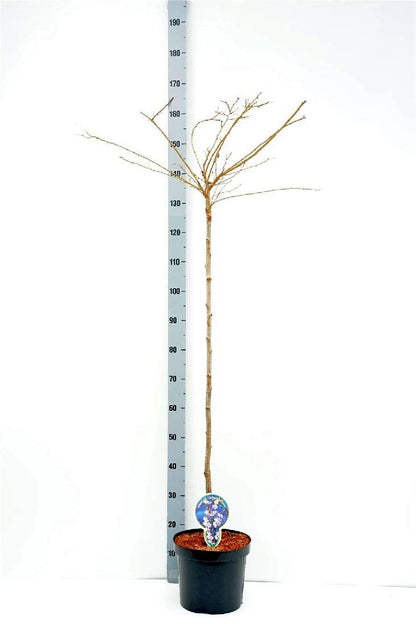 Prunus subh. &