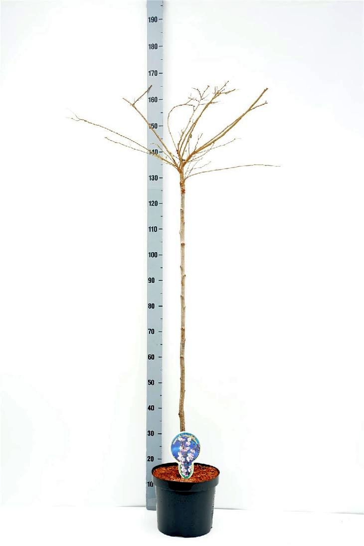 TW-2774289