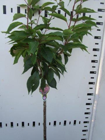 Prunus serr. &