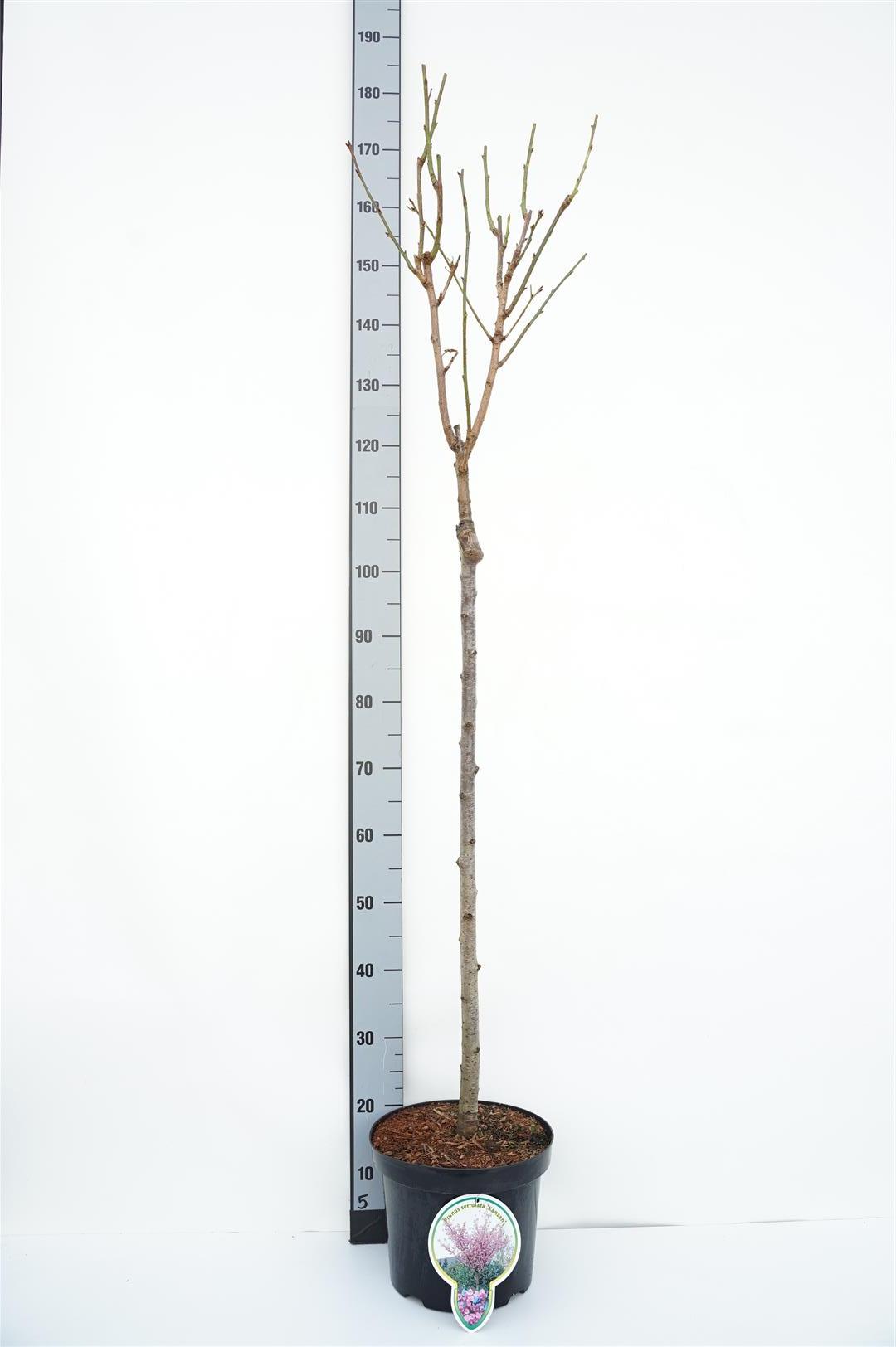 Prunus serr. &