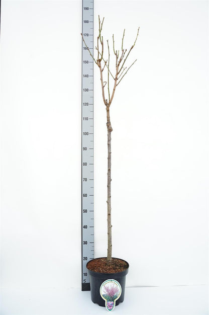 Prunus serr. &