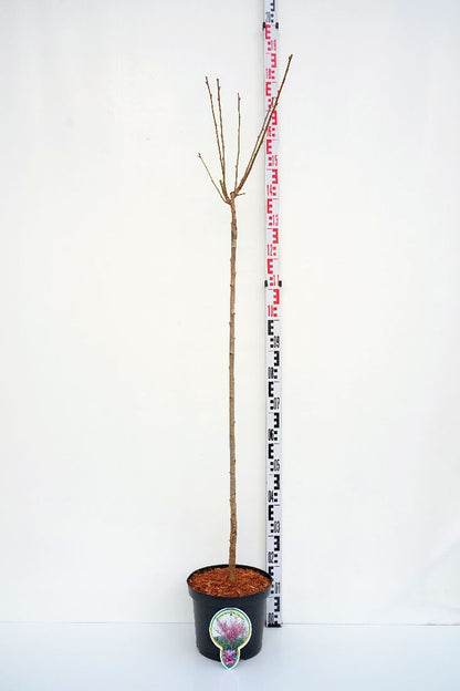 Prunus serr. &