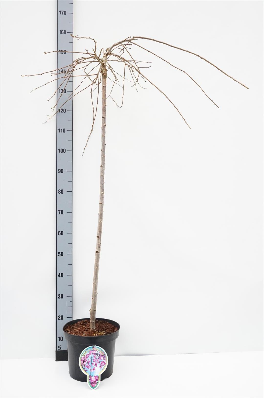 Prunus subh. &