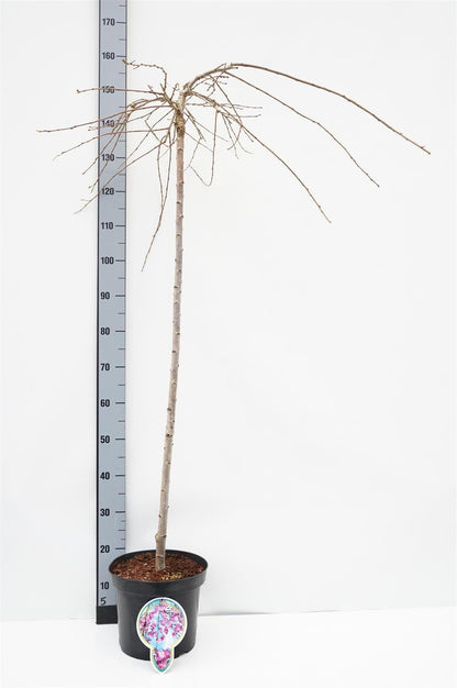 Prunus subh. &
