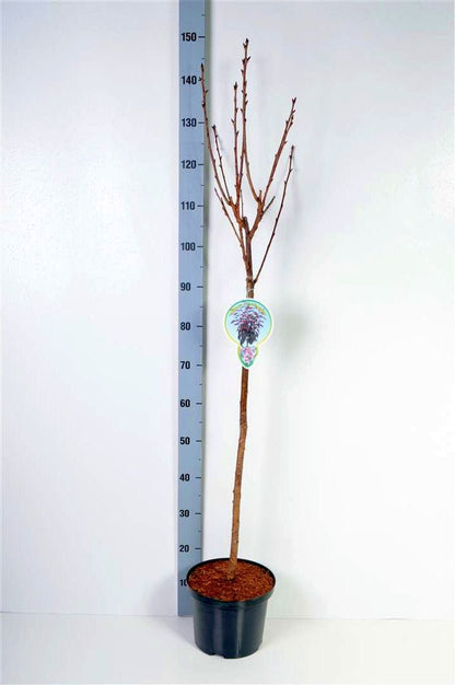 Prunus serr. &