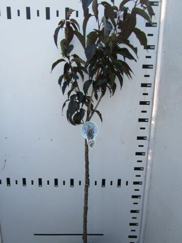 TW-2774723