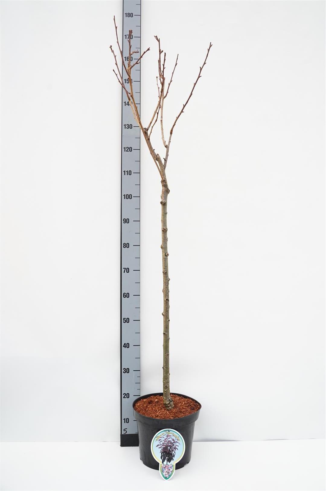 Prunus serr. &