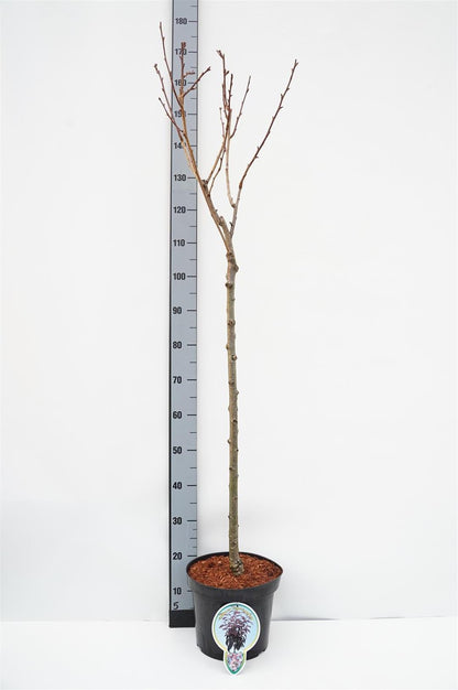 Prunus serr. &