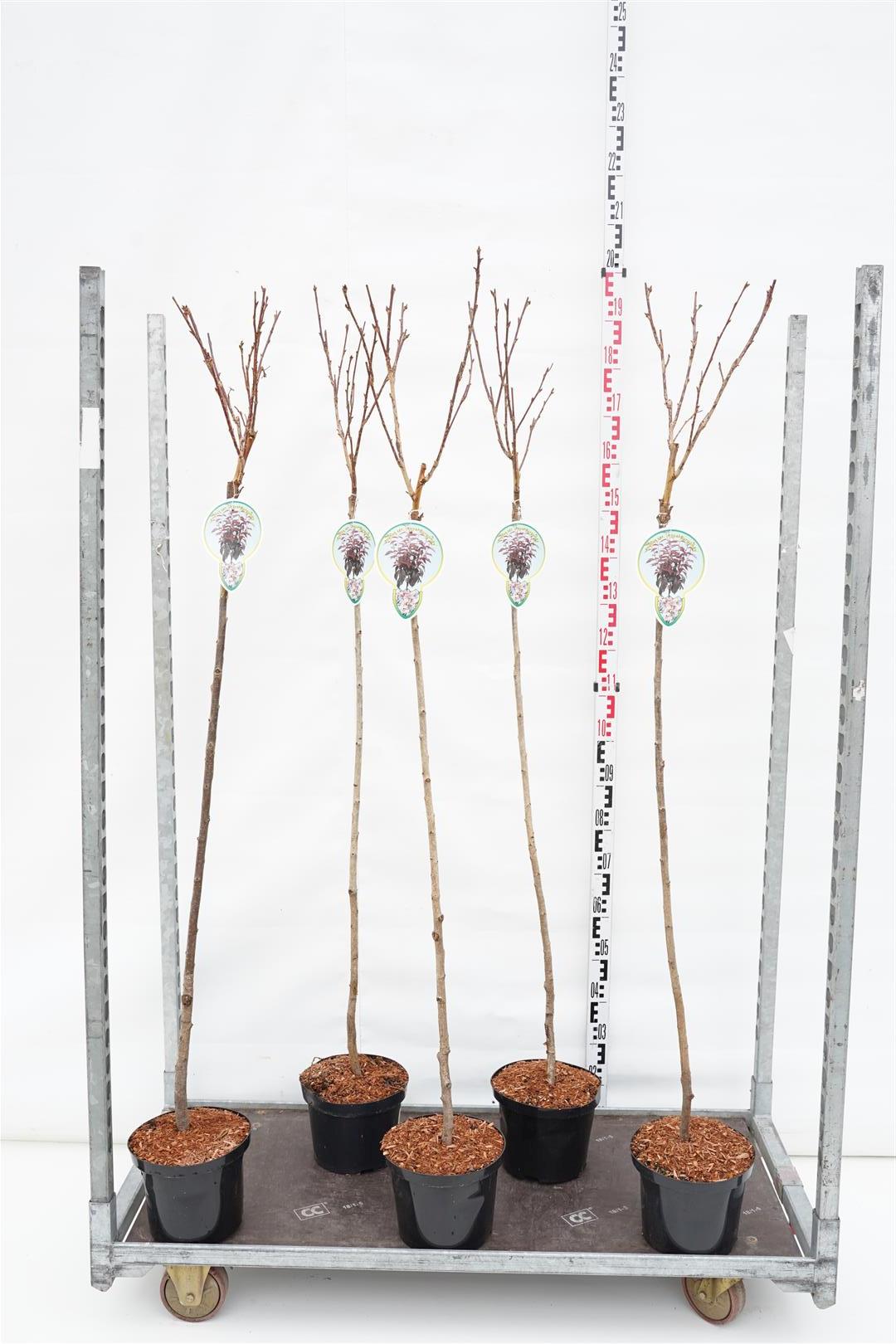 Prunus serr. &
