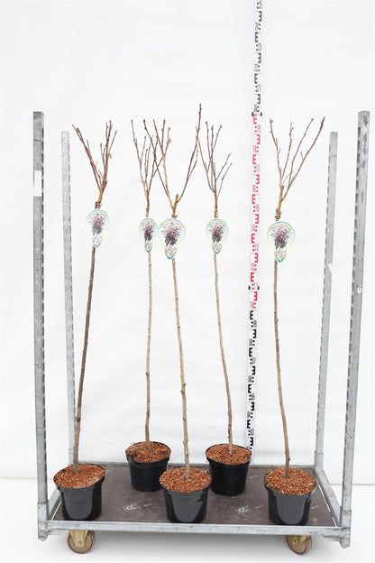 Prunus serr. &
