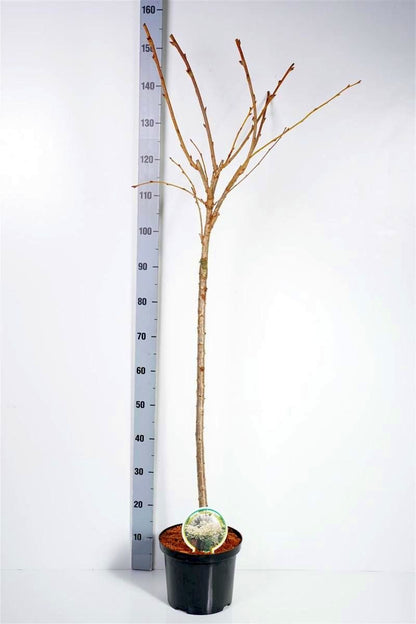 Prunus serr. &
