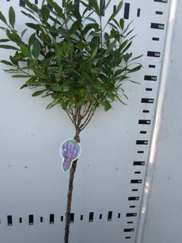 Prunus tenella &