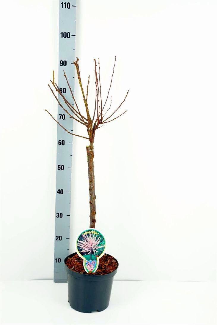 Mandel triloba - 60 CM STEM C3/P19 2 YR