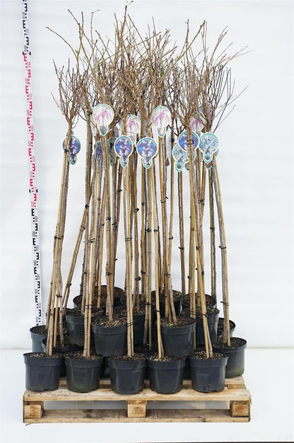 Prunus i sorter 120 cm stam C5 (5 liters kruka) / 23 cm kruka