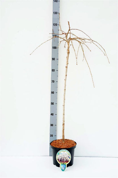 Prunus yedoensis &