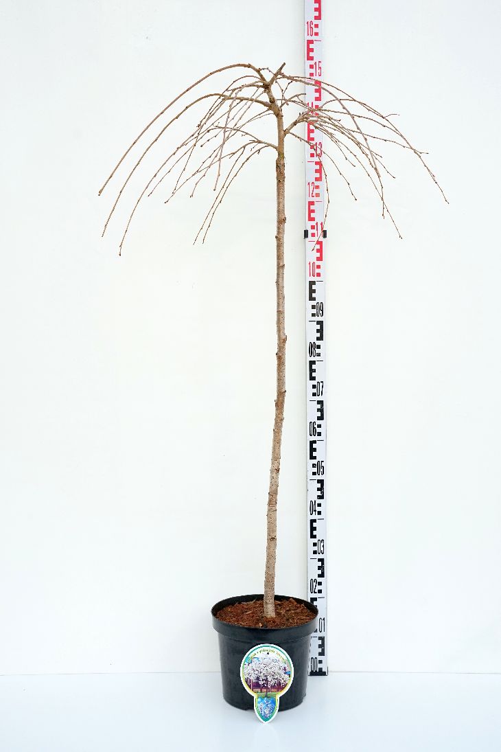 Prunus yedoensis &