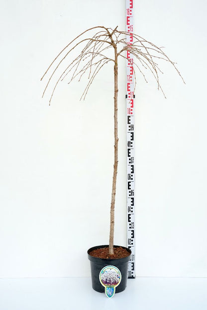 Prunus yedoensis &