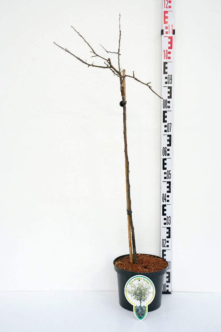 Pyrus salicifolia &