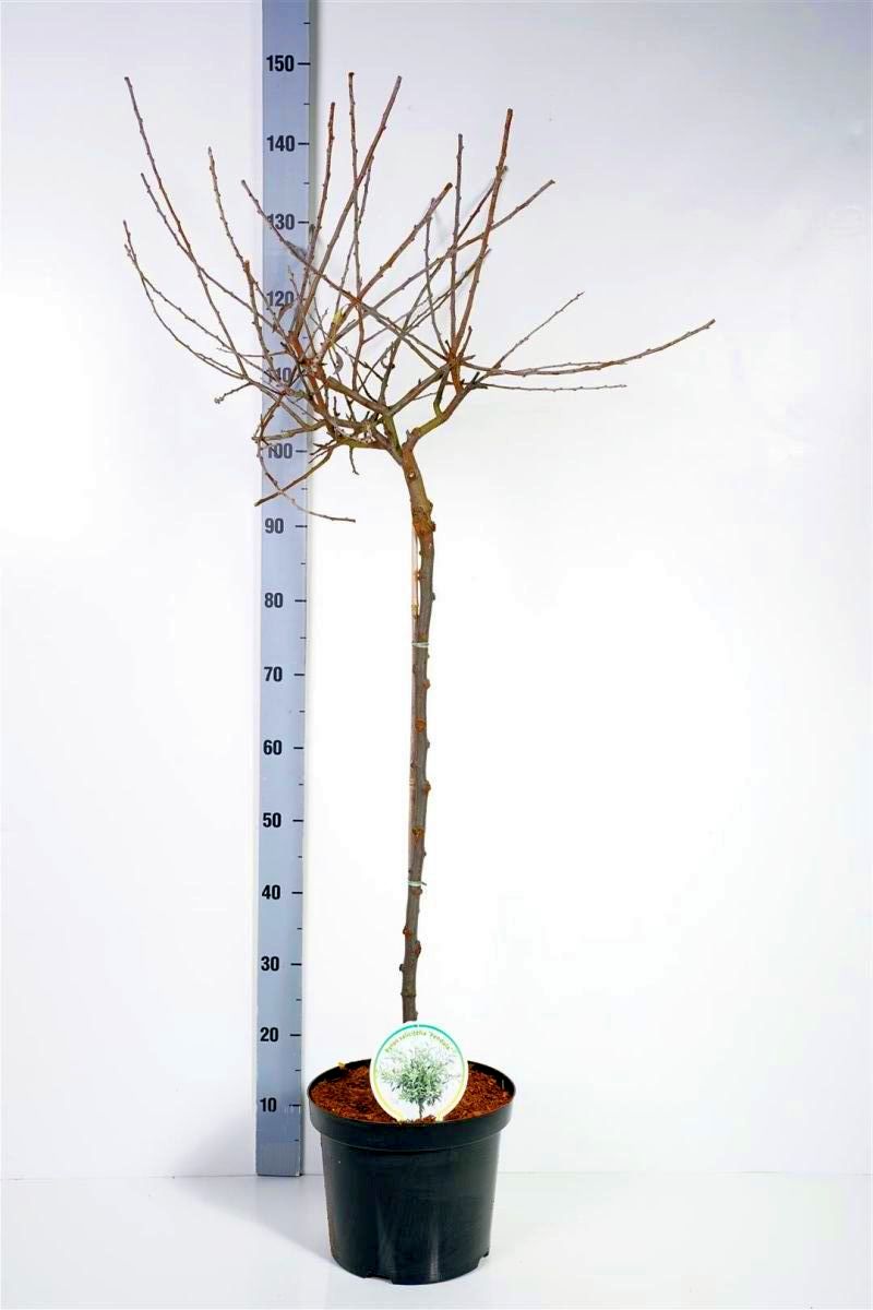 Päron salicifolia &