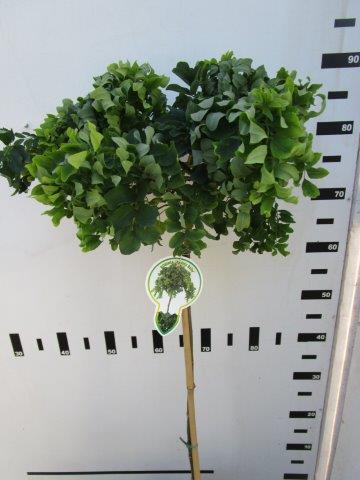 Robinia &