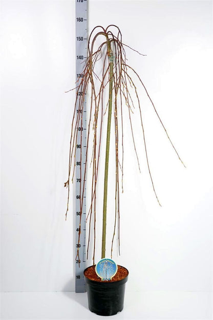 Salix caprea &