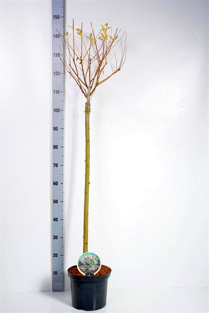 Salix integra &