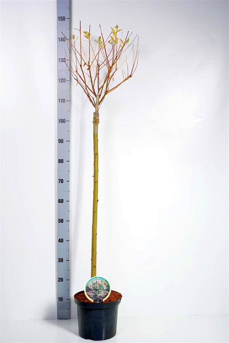 Salix integra &