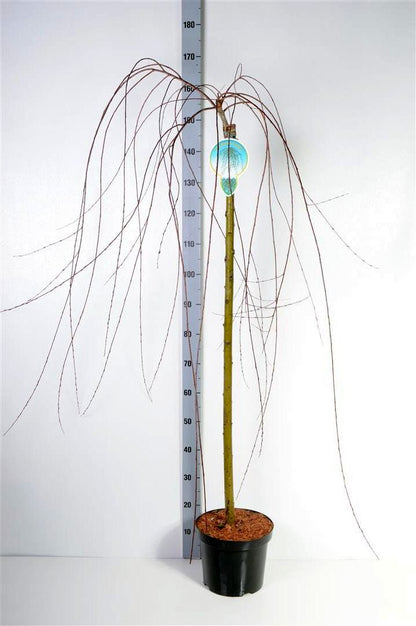 Salix purpurea &