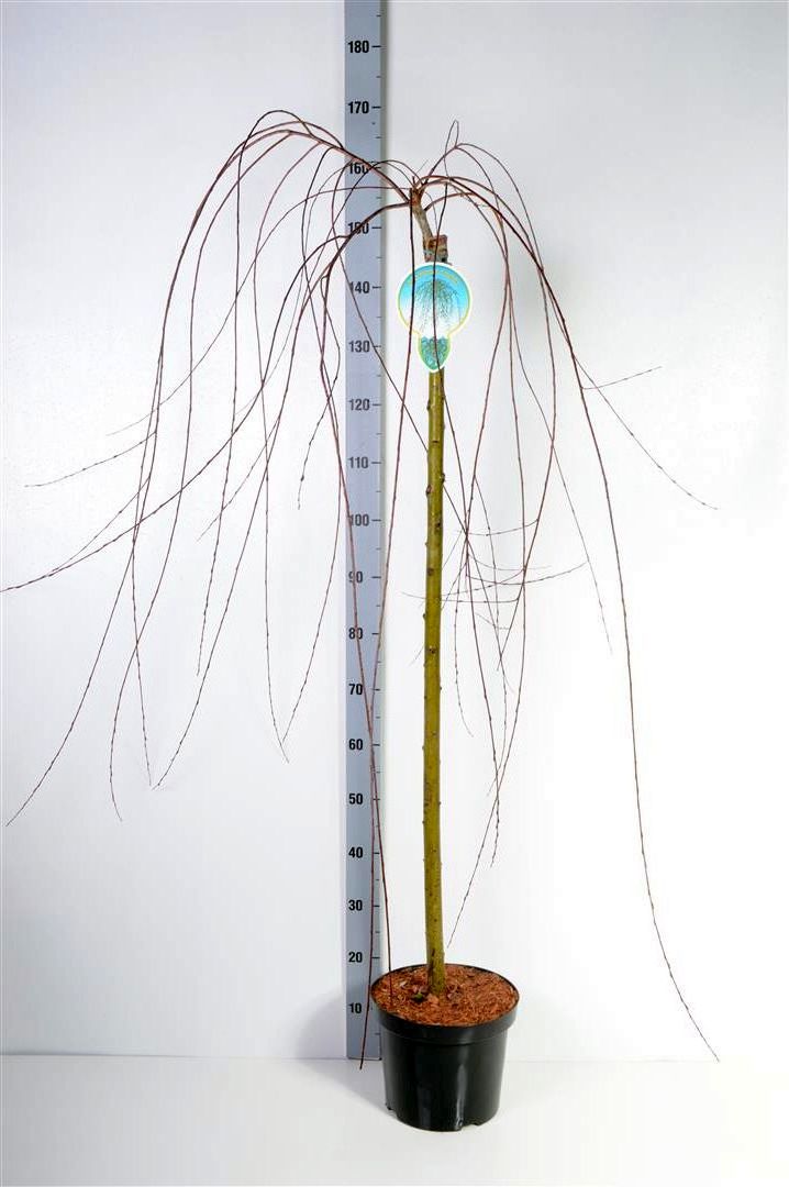 Salix purpurea &