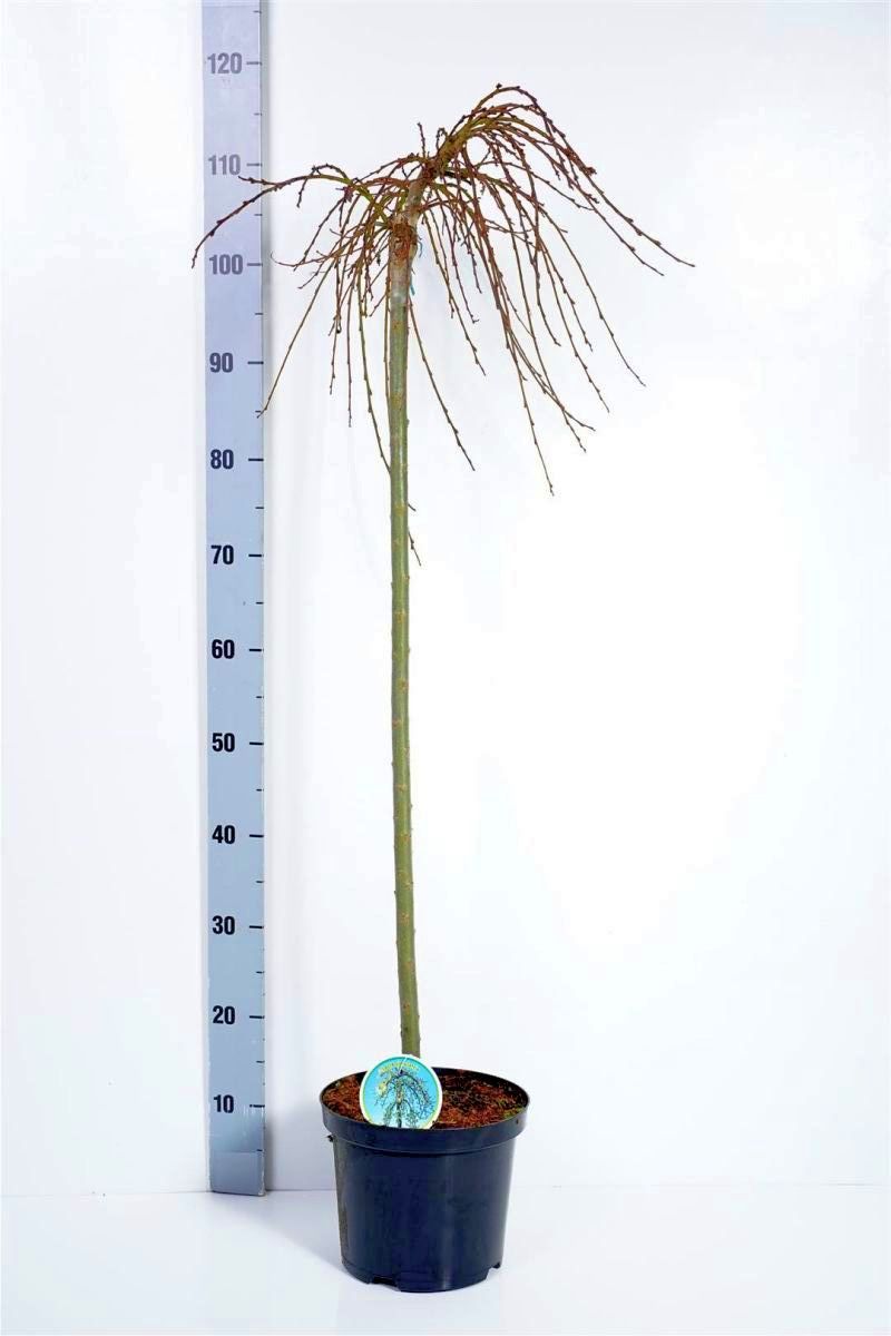 Vide simulatrix - 80 CM STEM C4/P21 2YR